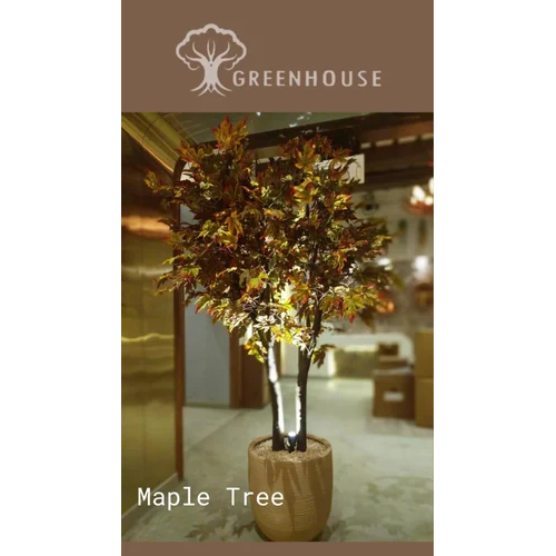 Maple-Tree-7-Feet