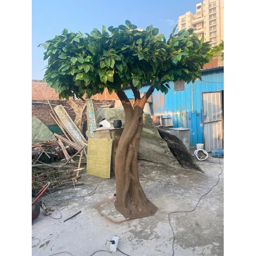One Sided Banyan Ficus Tree