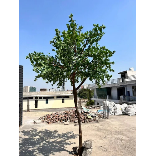 Artificial Ficus Microcapa Tree