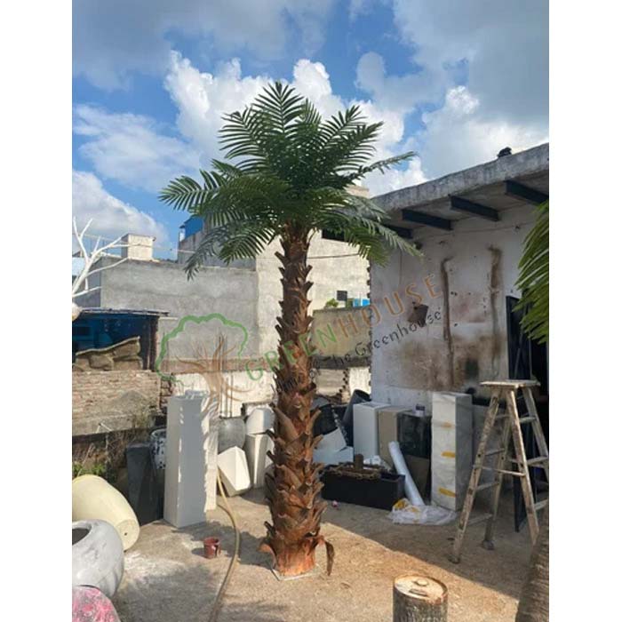 Date-Palm-Tree