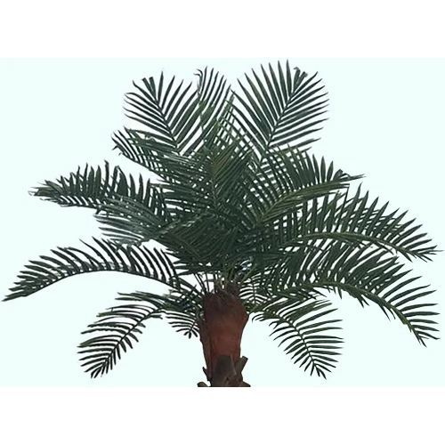 Date-Palm-Tree