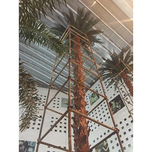 Date-Palm-Tree40Feet